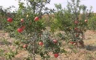 供應適合北方種植的果樹，助力北方特色水果產業發展
