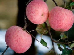 庫藏紅富士蘋果——棲霞市正揚果品商貿(mào)公司優(yōu)質(zhì)水果銷售